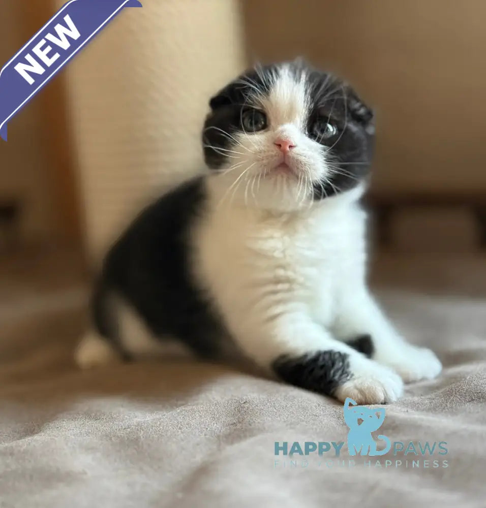 Manuel Scottish Fold male black bicolour live animals