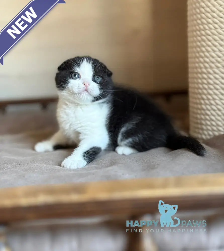 Manuel Scottish Fold male black bicolour live animals