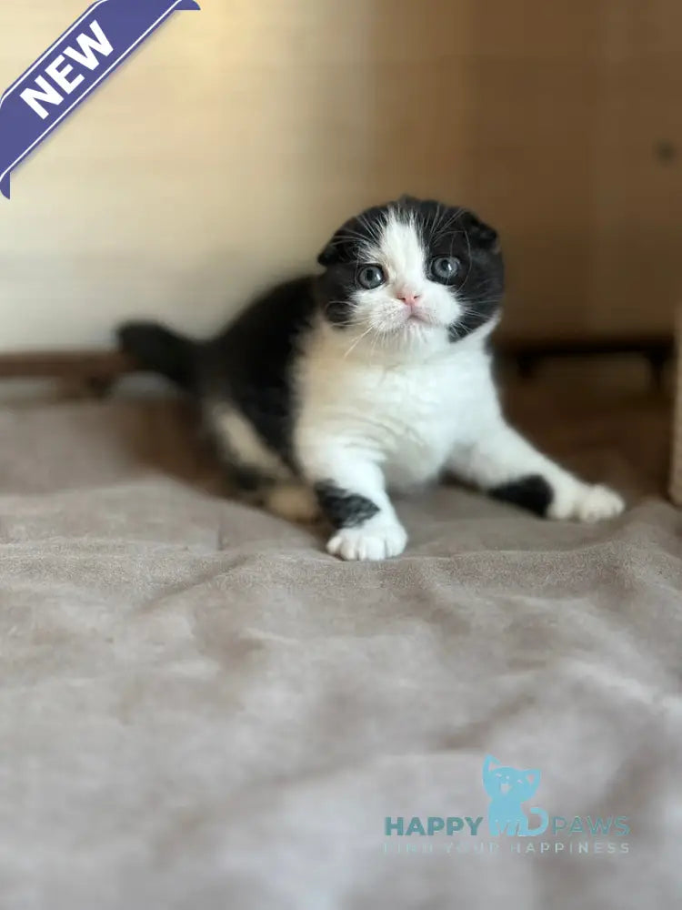 Manuel Scottish Fold male black bicolour live animals