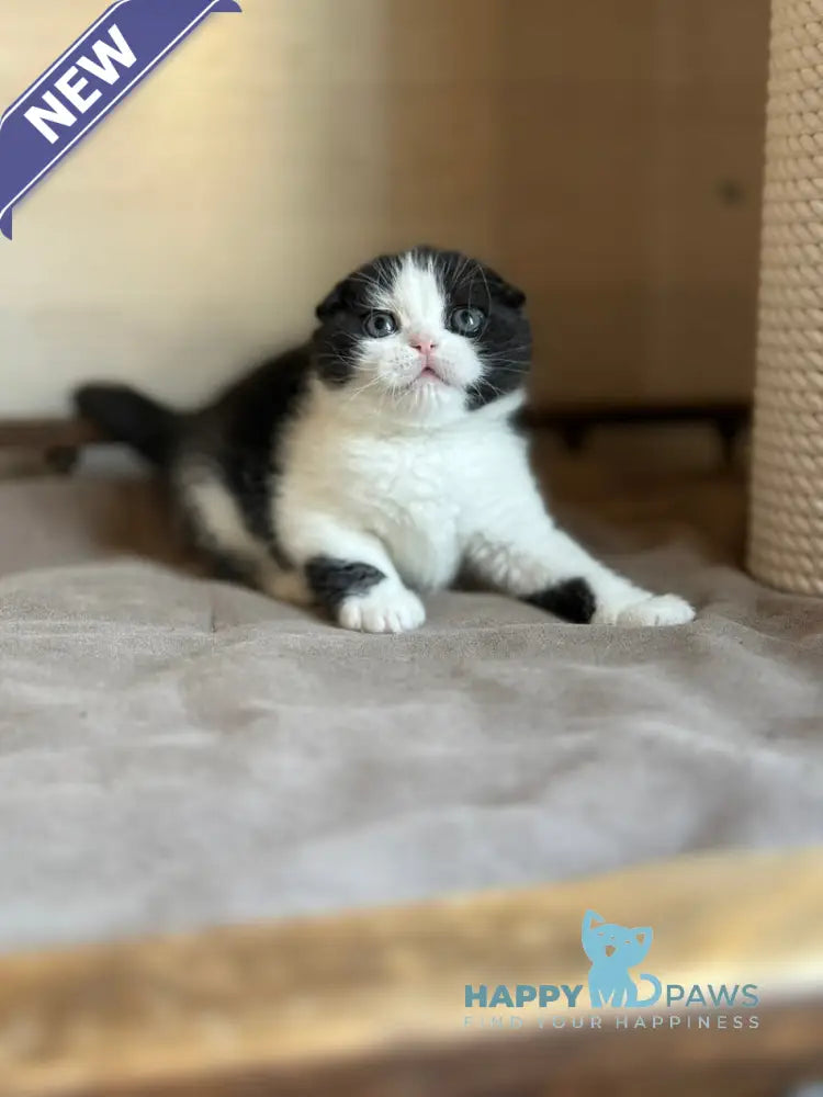 Manuel Scottish Fold male black bicolour live animals