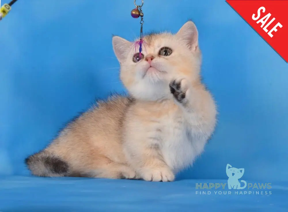 Manya Munchkin female black silver shaded live animals
