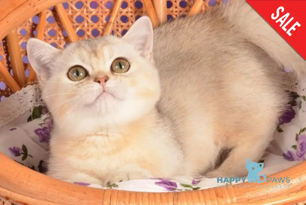 Manya Munchkin female black silver shaded live animals