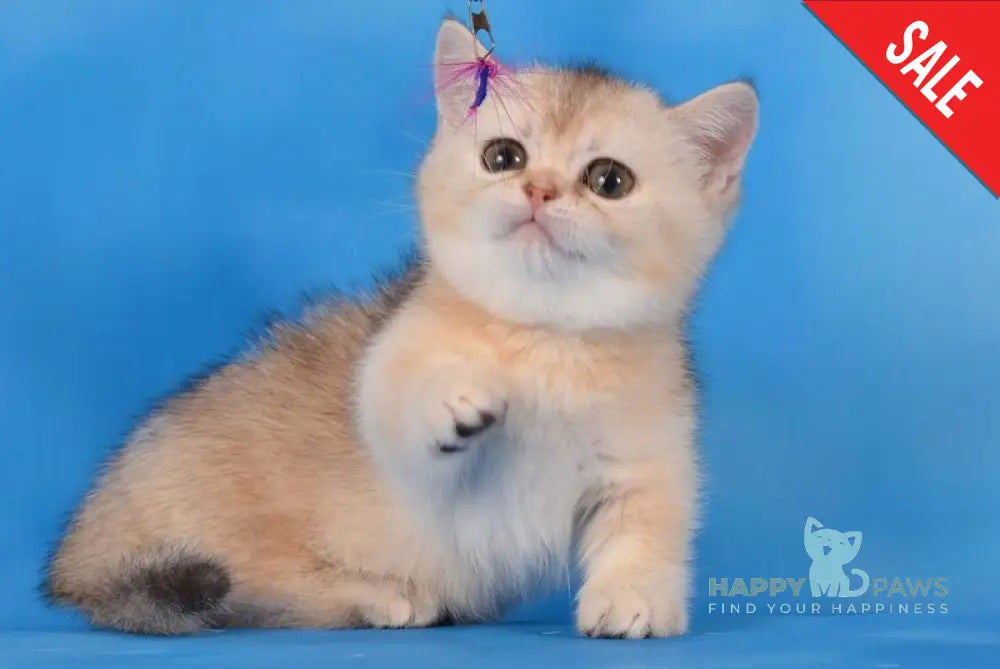 Manya Munchkin female black silver shaded live animals