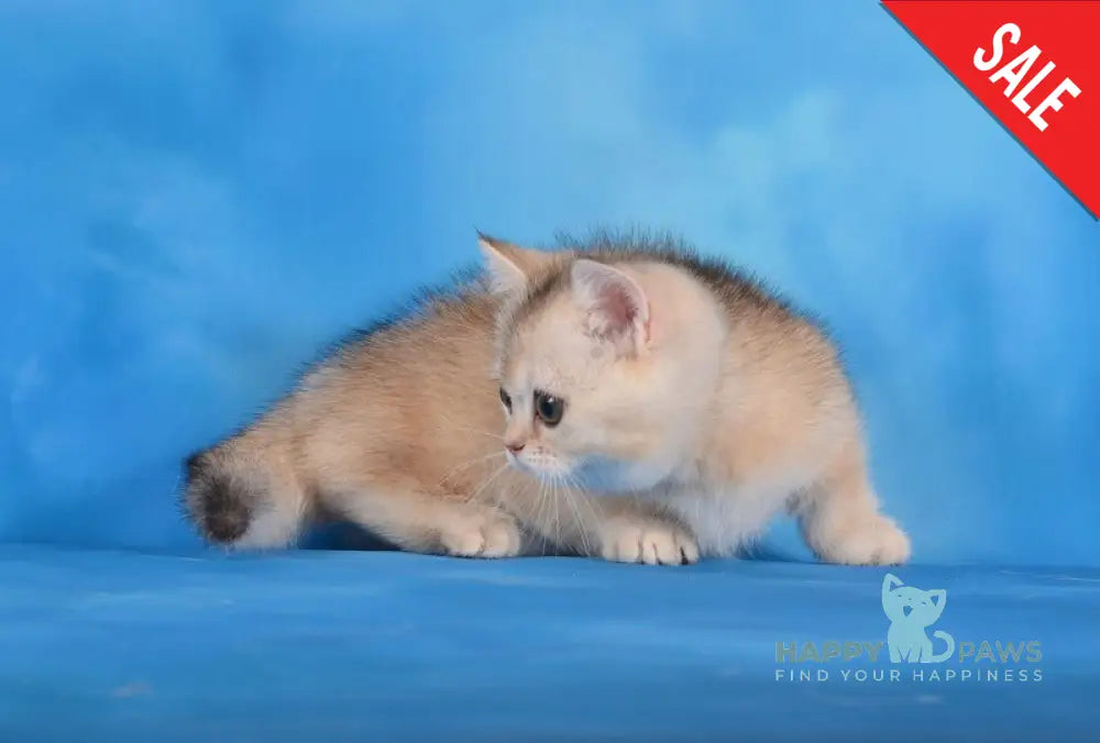 Manya Munchkin female black silver shaded live animals
