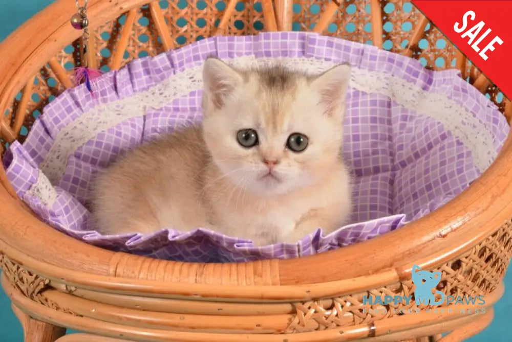 Manya Munchkin female black silver shaded live animals