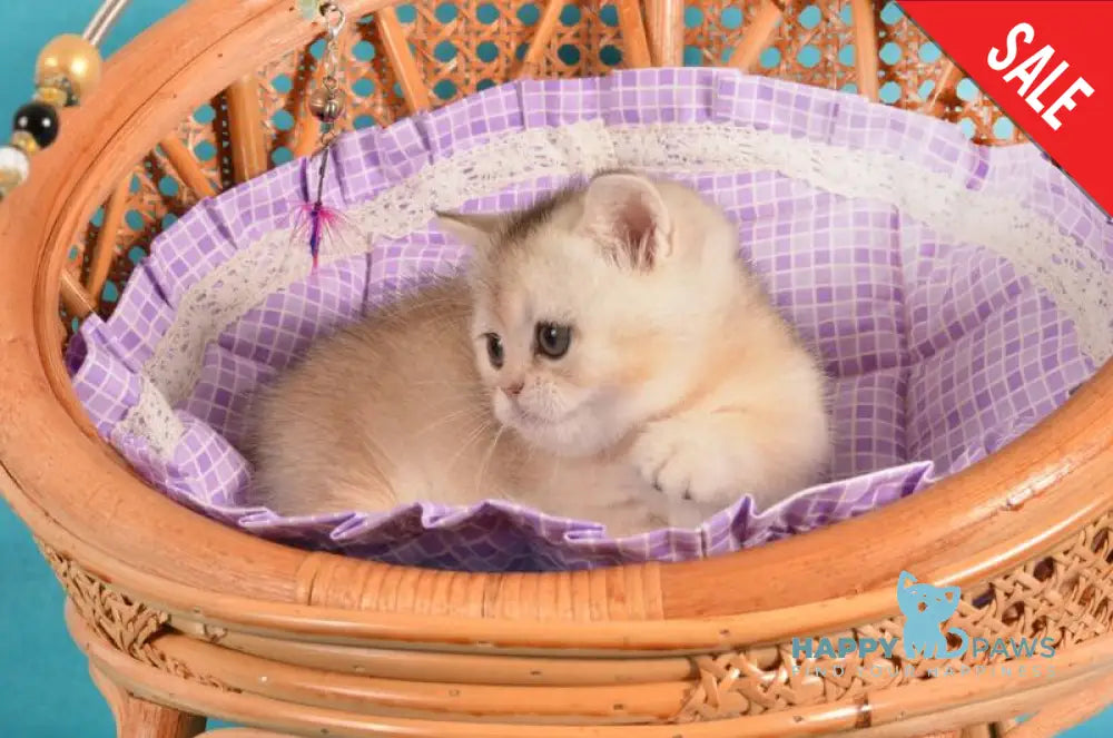 Manya Munchkin female black silver shaded live animals