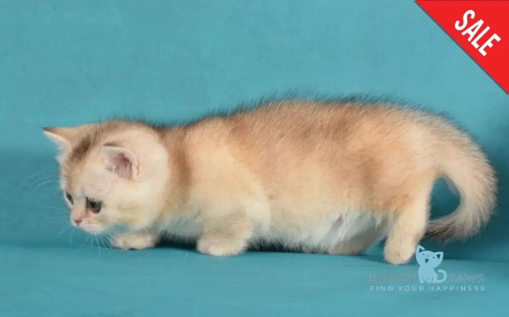 Manya Munchkin female black silver shaded live animals