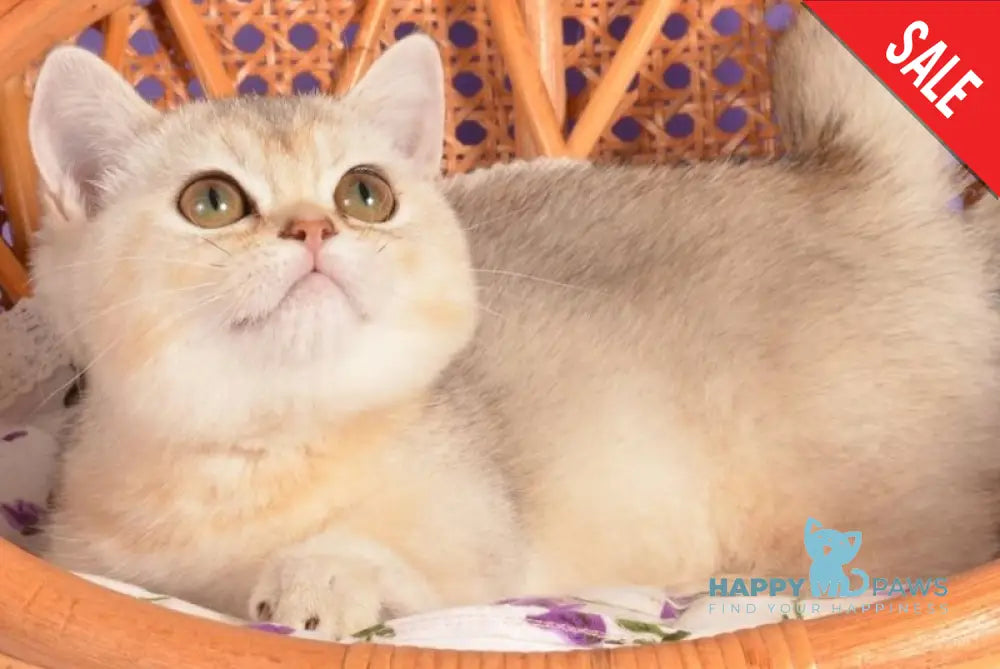 Manya Munchkin female black silver shaded live animals