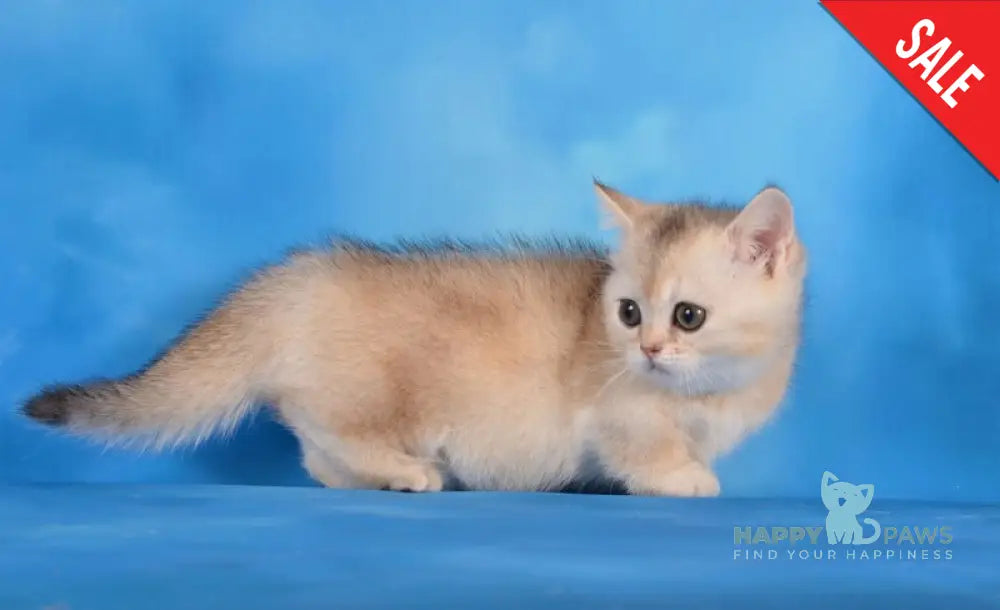 Manya Munchkin female black silver shaded live animals