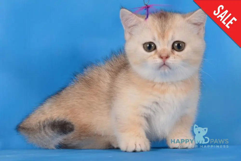 Manya Munchkin female black silver shaded live animals