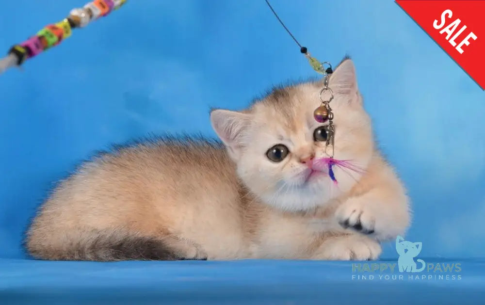 Manya Munchkin female black silver shaded live animals