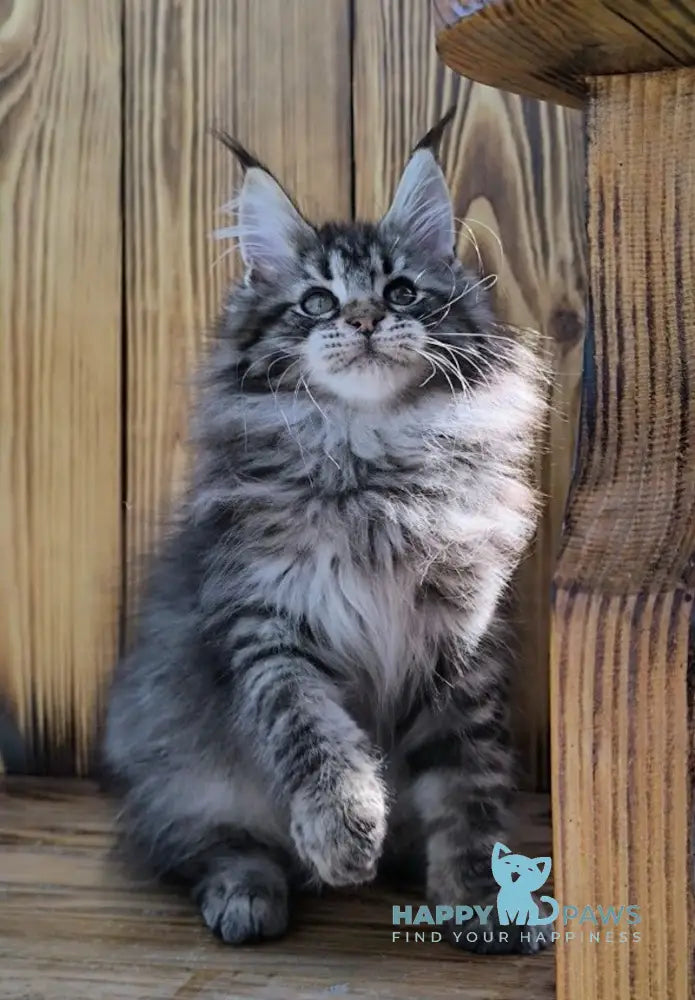 Mao Maine Coon male black silver tabby live animals
