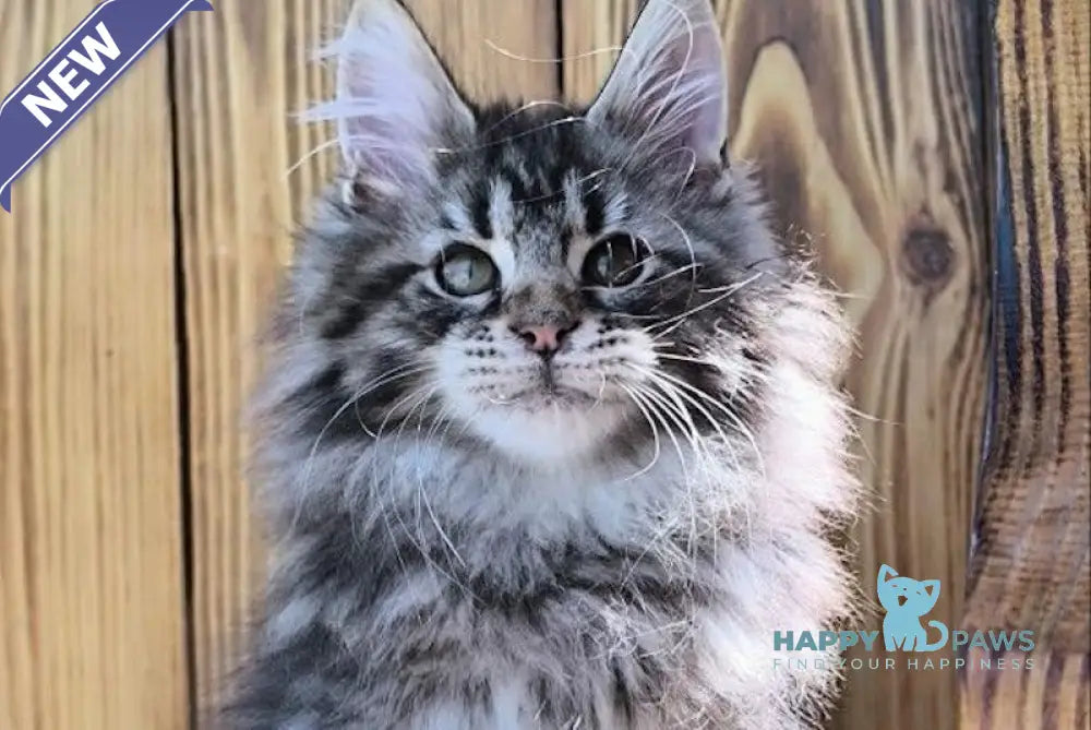 Mao Maine Coon male black silver tabby live animals