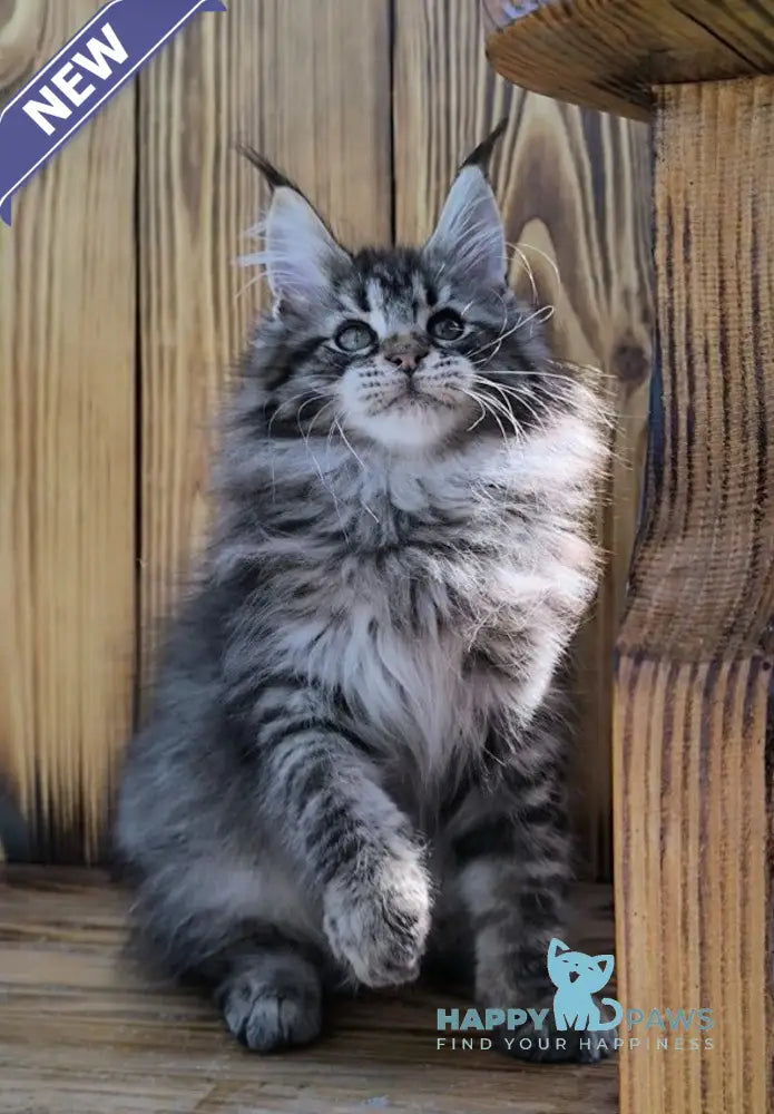 Mao Maine Coon male black silver tabby live animals