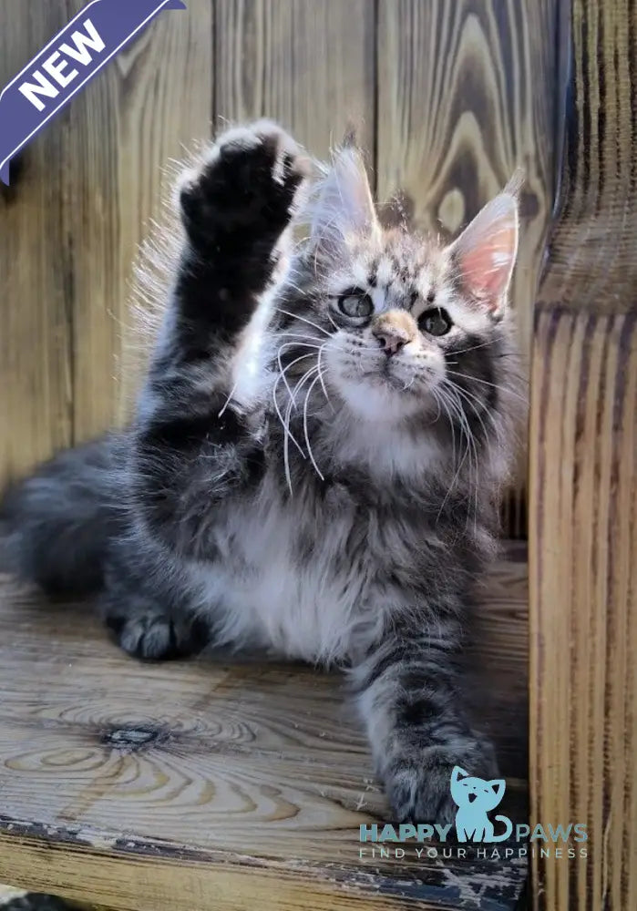 Mao Maine Coon male black silver tabby live animals