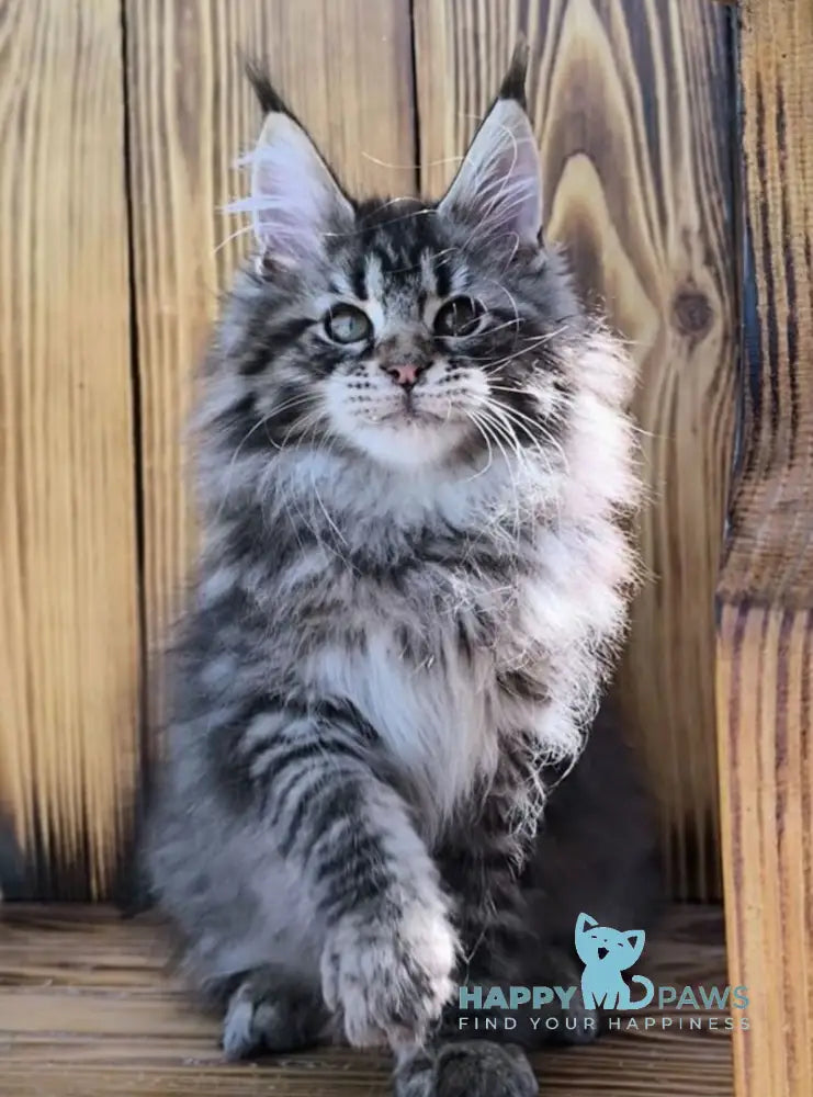 Mao Maine Coon male black silver tabby live animals