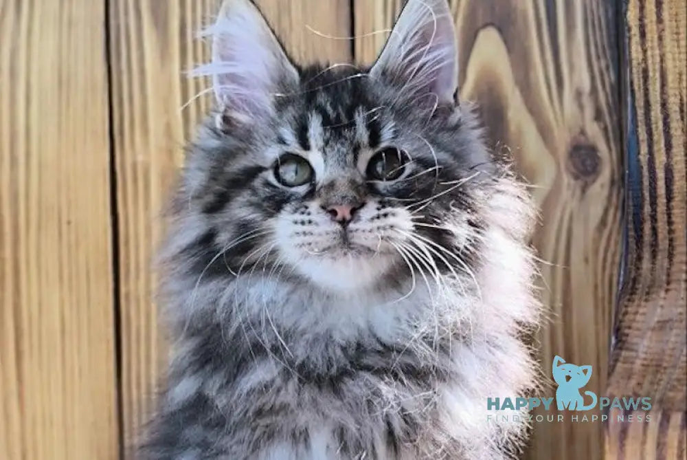 Mao Maine Coon male black silver tabby live animals