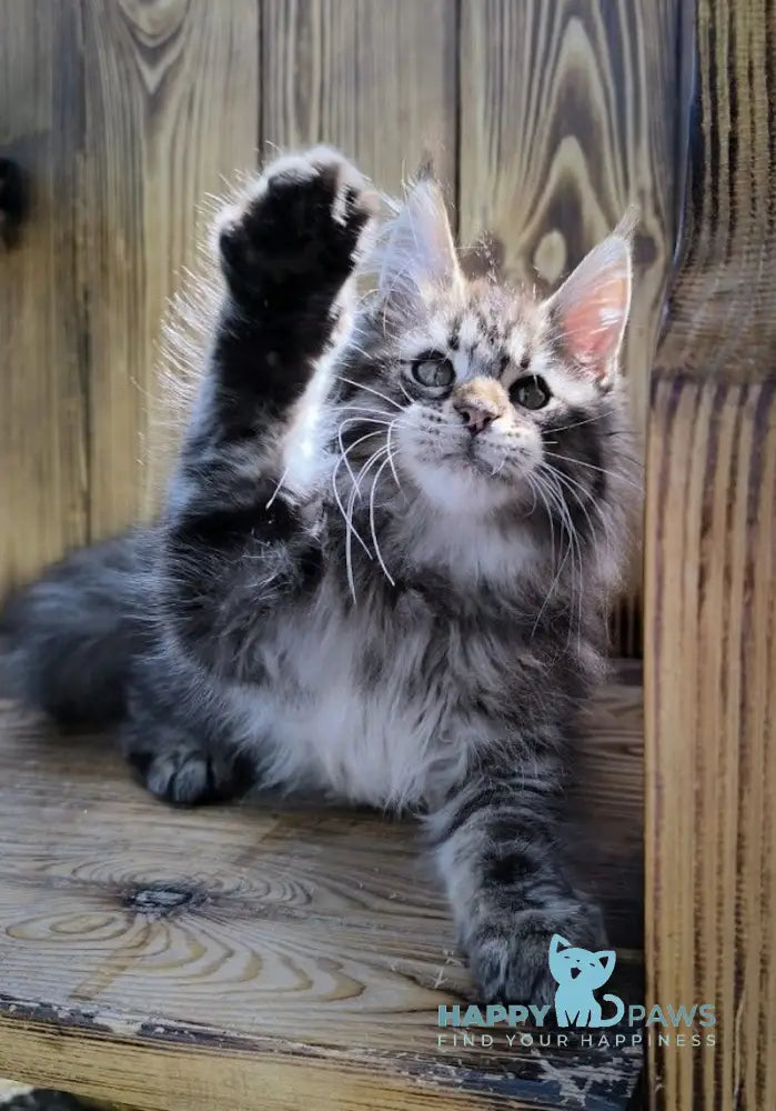 Mao Maine Coon male black silver tabby live animals