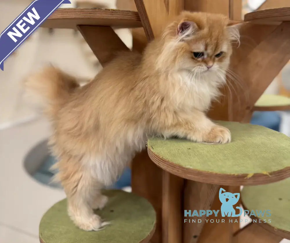 Maple British Longhair male black golden chinchilla live animals