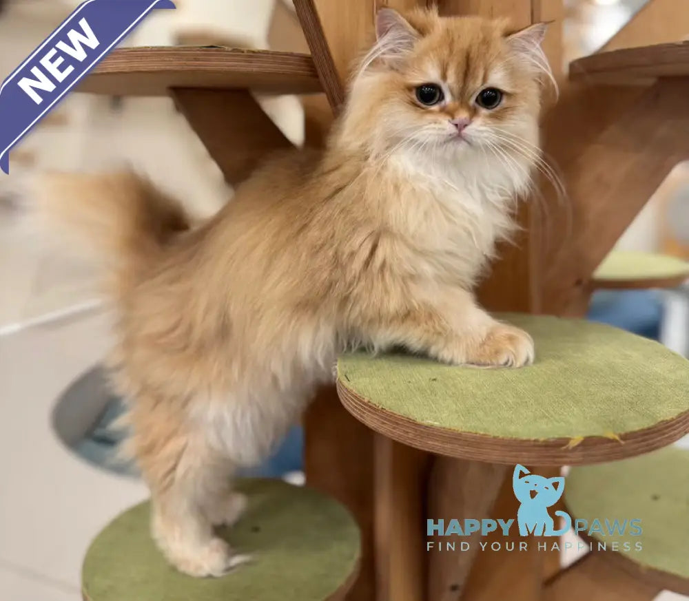 Maple British Longhair male black golden chinchilla live animals