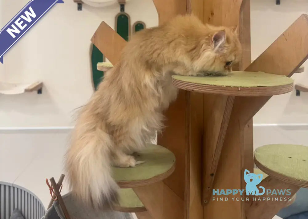 Maple British Longhair male black golden chinchilla live animals