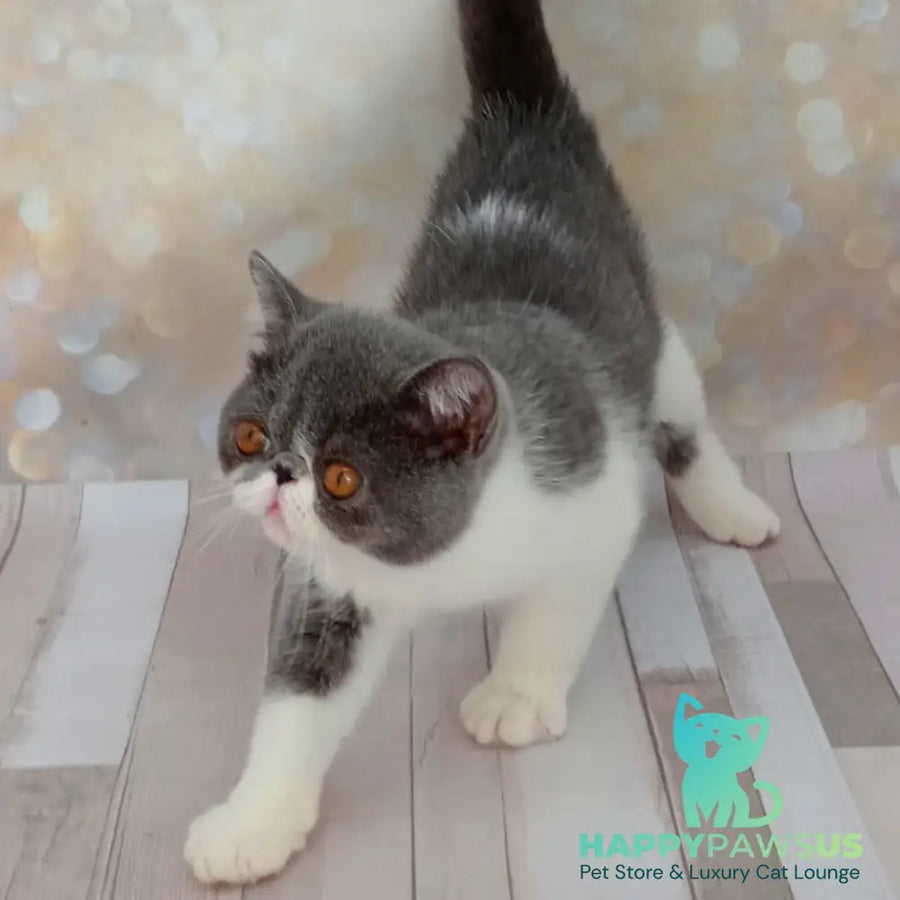 Maradona Exotic male blue bicolour - live animals