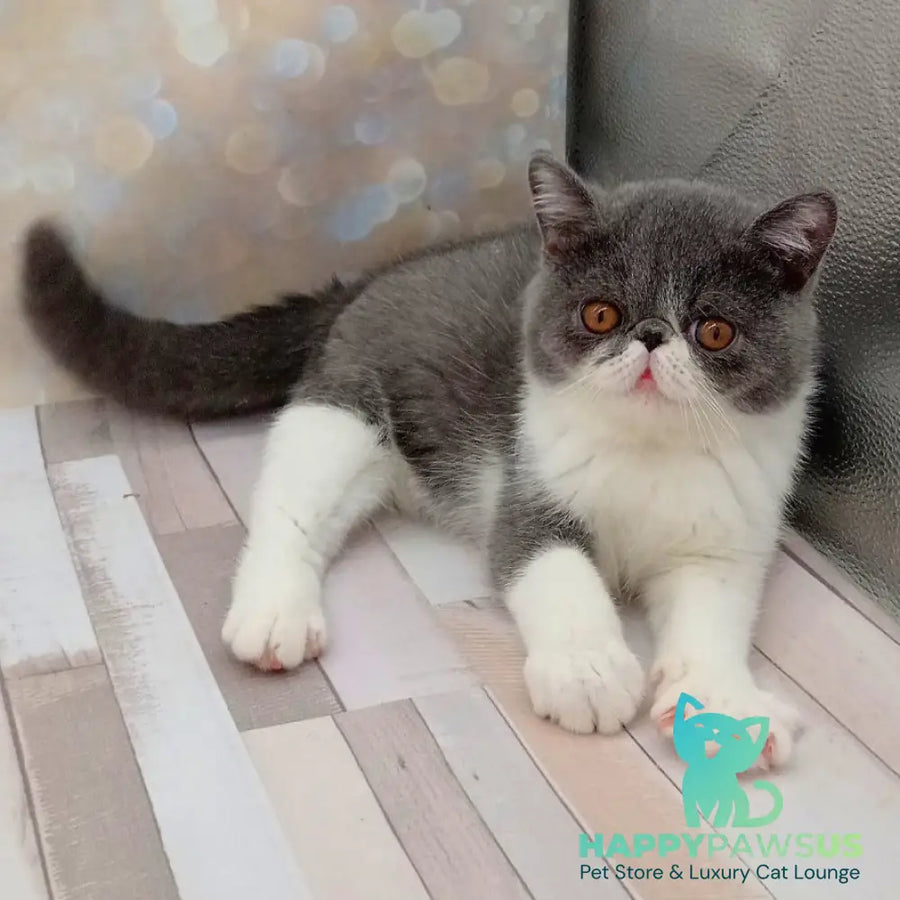 Maradona Exotic male blue bicolour - live animals