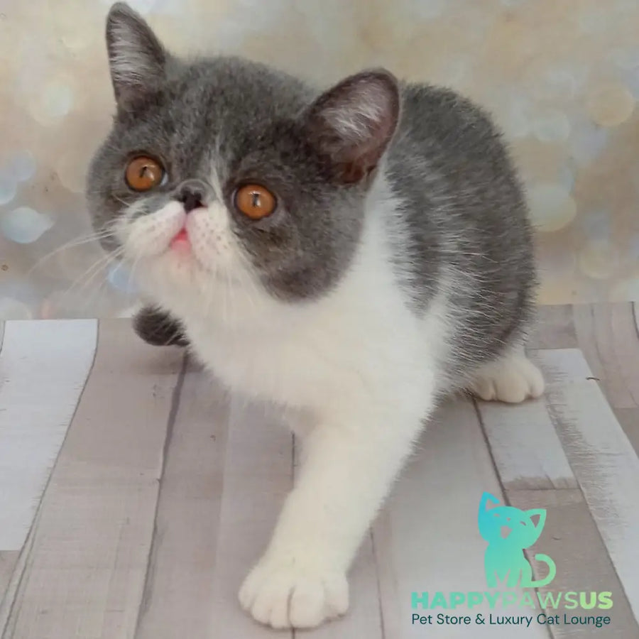 Maradona Exotic male blue bicolour - live animals