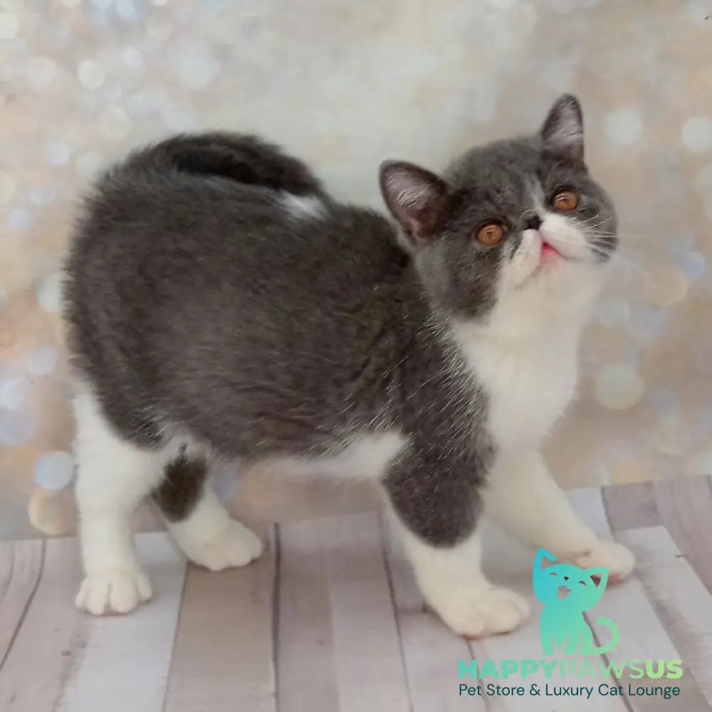 Maradona Exotic male blue bicolour - live animals