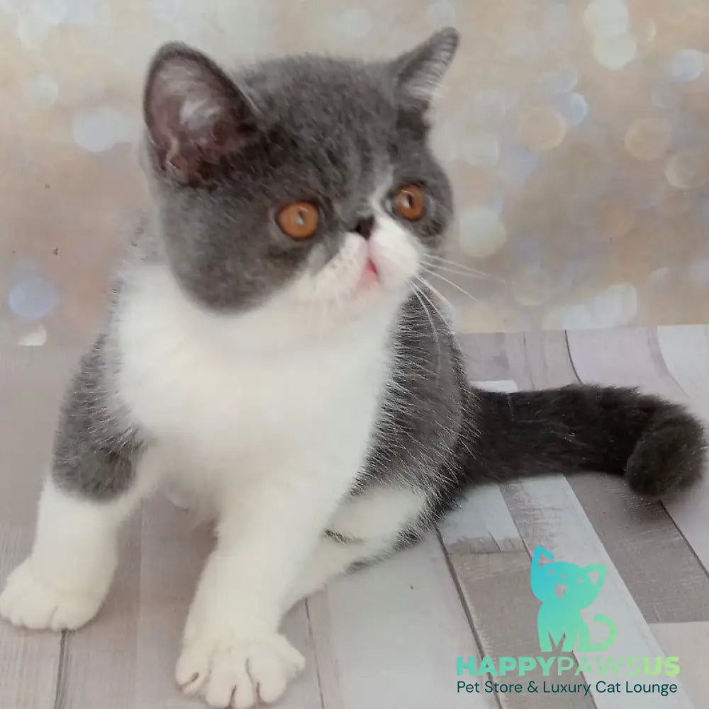 Maradona Exotic male blue bicolour - live animals