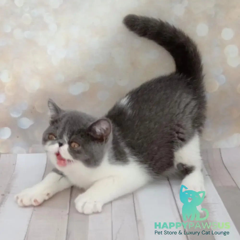 Maradona Exotic male blue bicolour - live animals