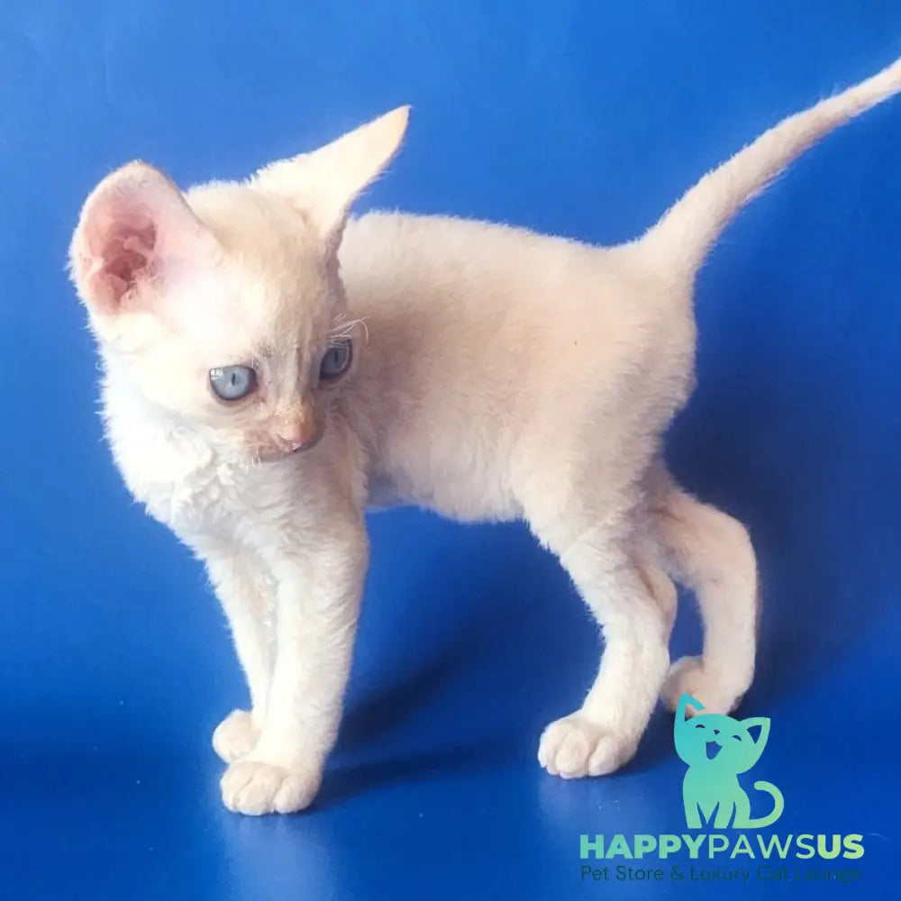 Marat Devon Rex male chocolate tabby pointed - live animals