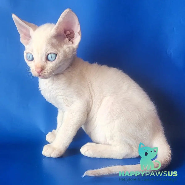 Marat Devon Rex male chocolate tabby pointed - live animals