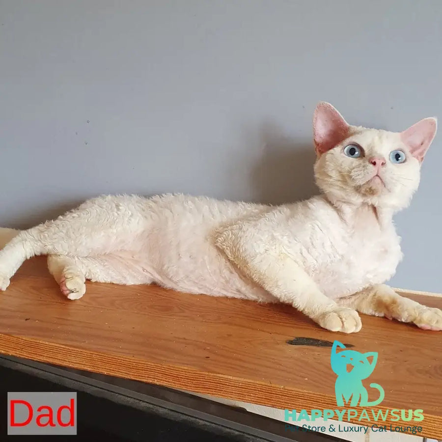 Marat Devon Rex male chocolate tabby pointed - live animals