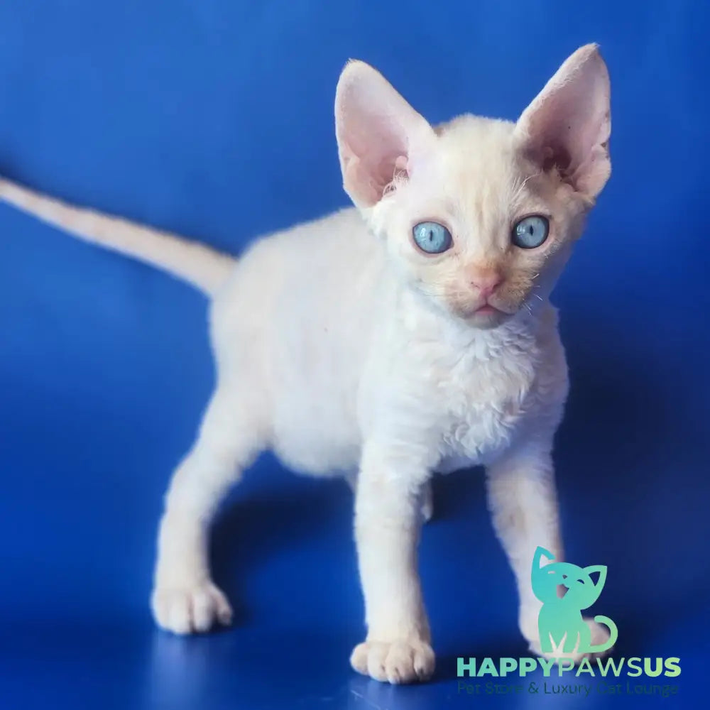 Marat Devon Rex male chocolate tabby pointed - live animals