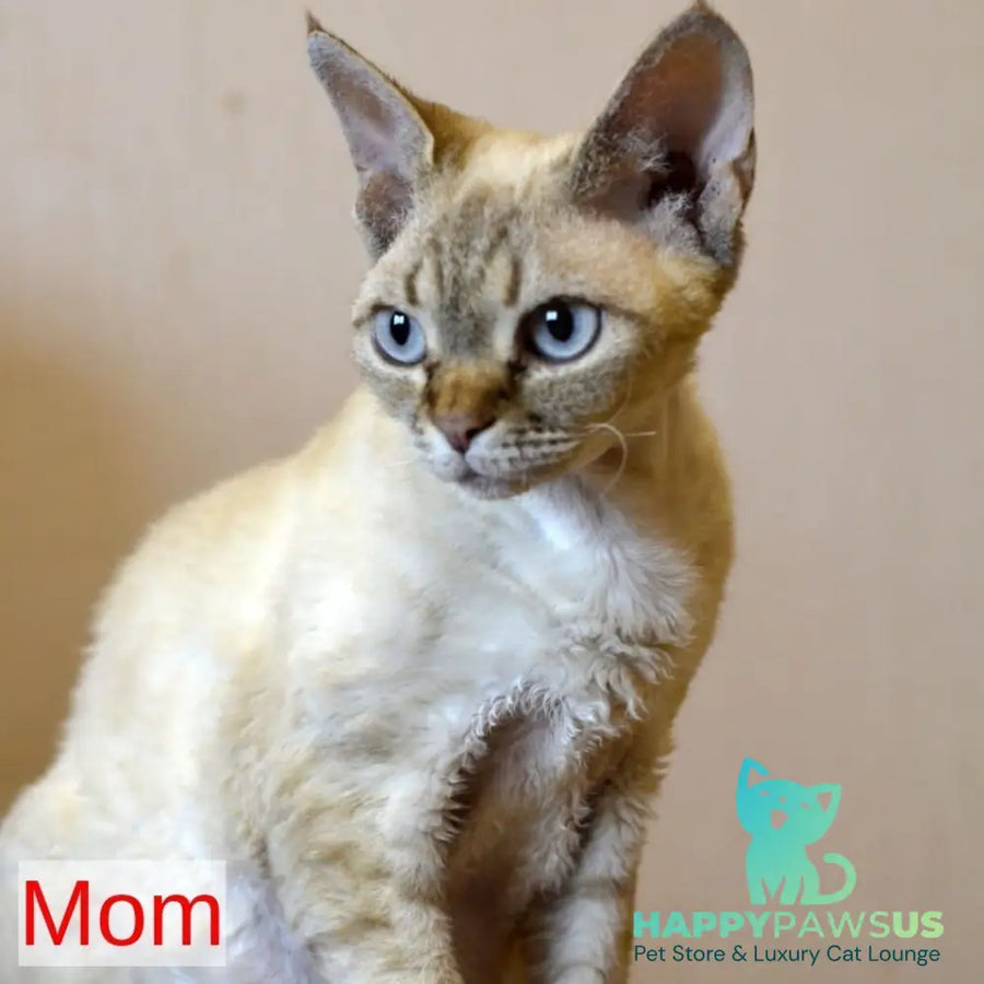 Marat Devon Rex male chocolate tabby pointed - live animals