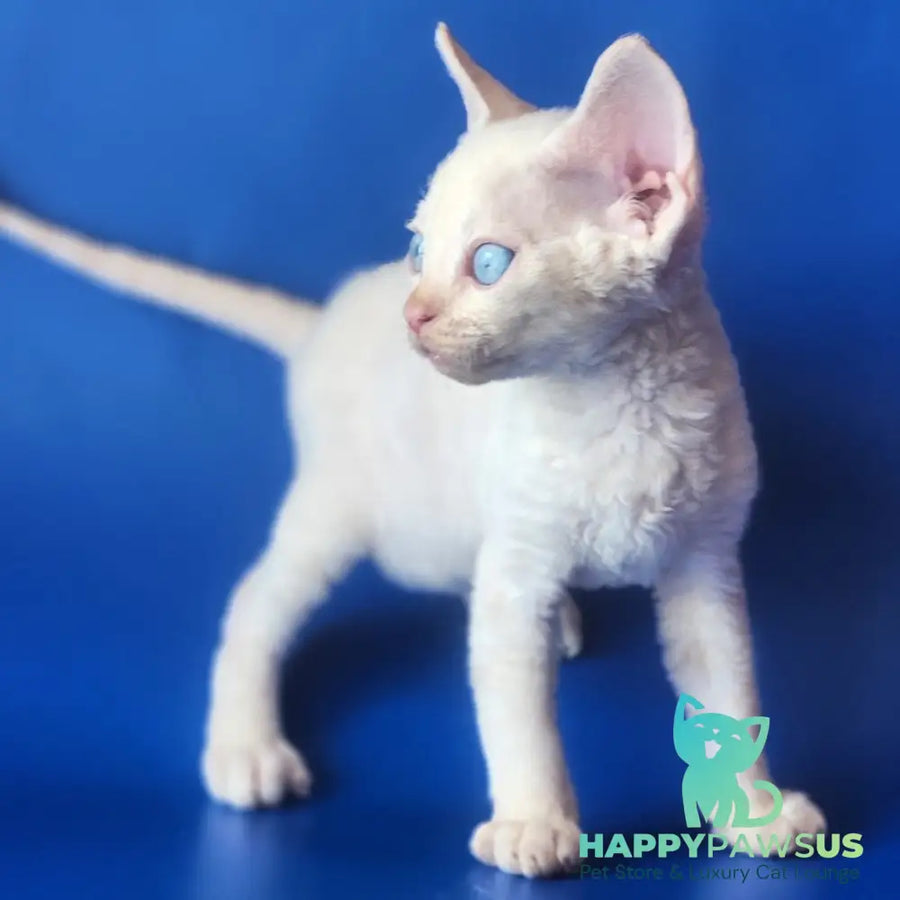 Marat Devon Rex male chocolate tabby pointed - live animals