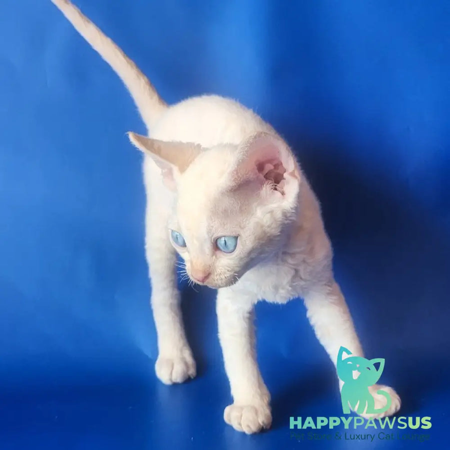 Marat Devon Rex male chocolate tabby pointed - live animals