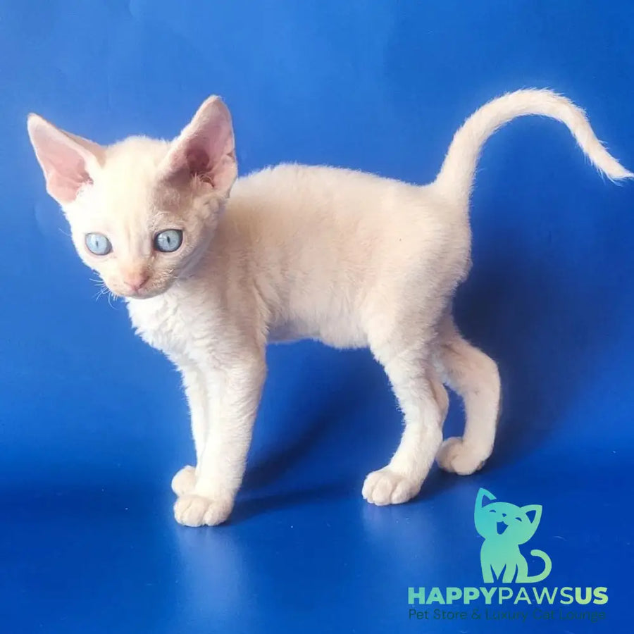 Marat Devon Rex male chocolate tabby pointed - live animals