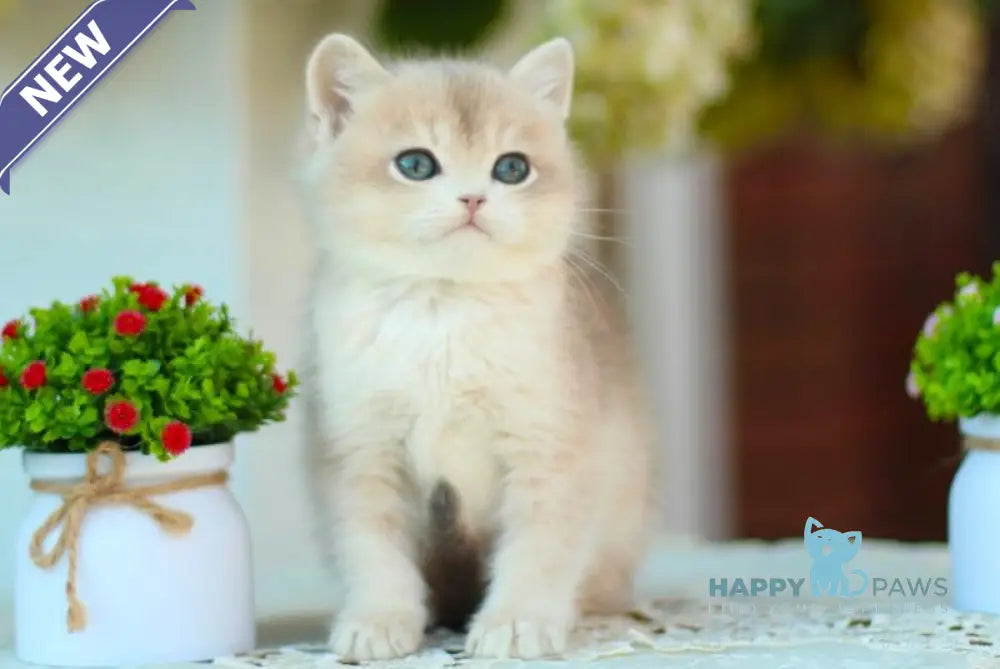 Marc British Shorthair male blue golden shaded live animals