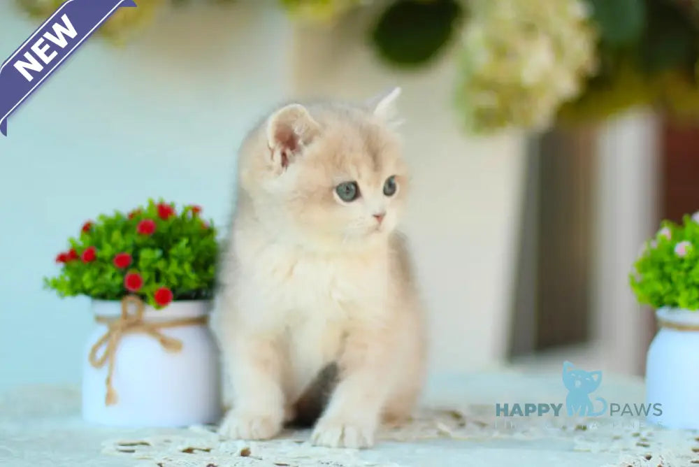 Marc British Shorthair male blue golden shaded live animals