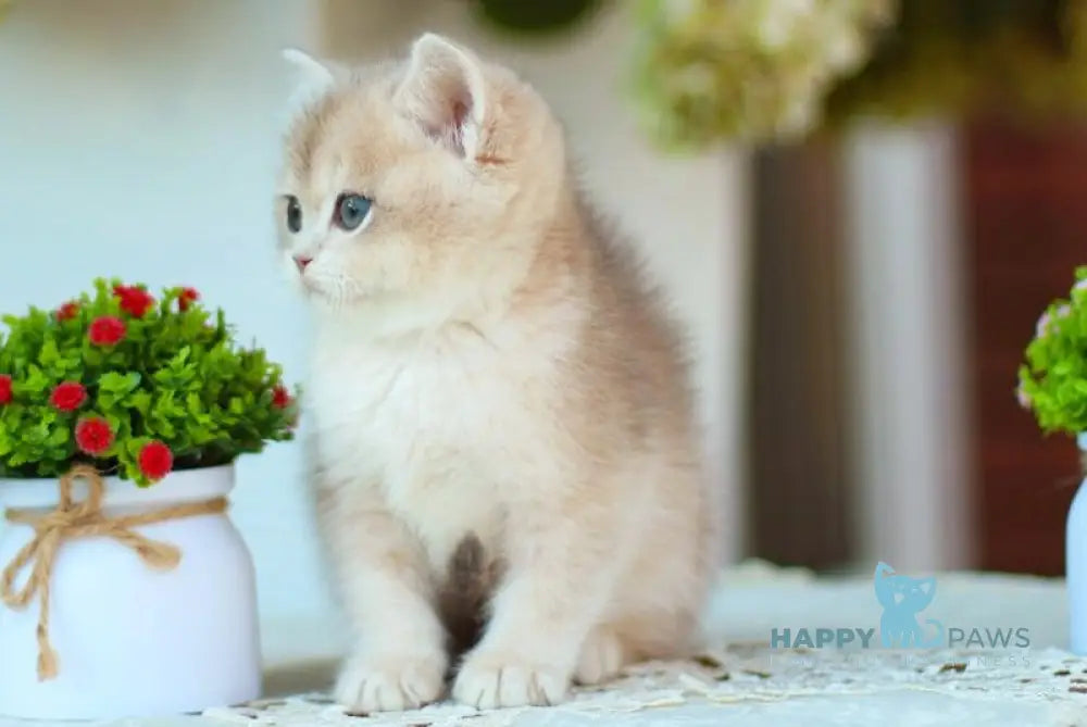 Marc British Shorthair male blue golden shaded live animals