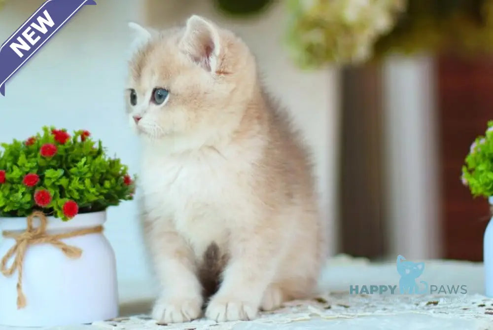 Marc British Shorthair male blue golden shaded live animals