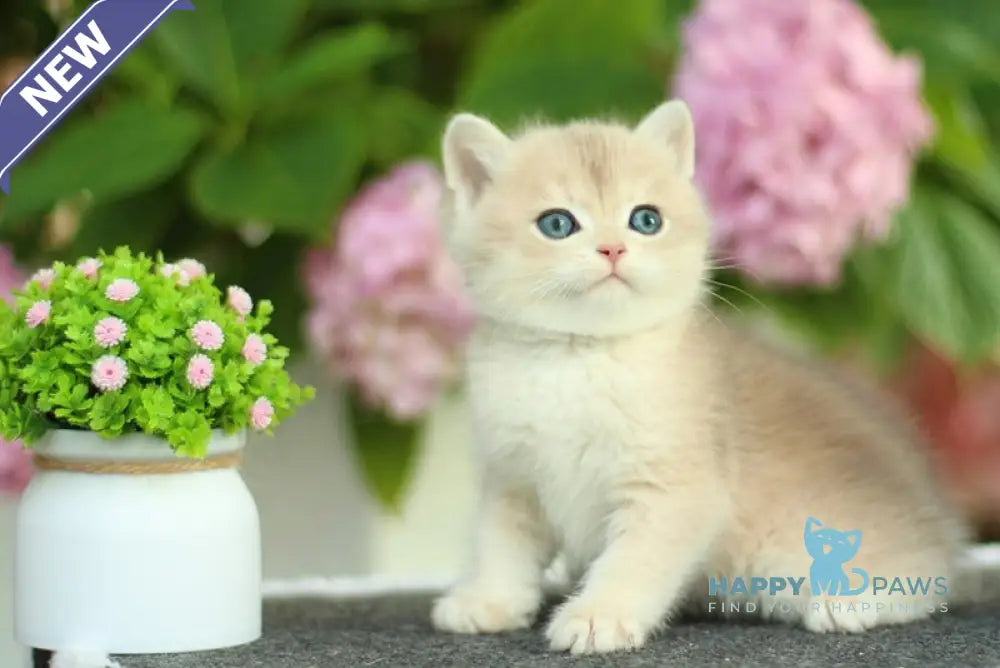 Marc British Shorthair male blue golden shaded live animals