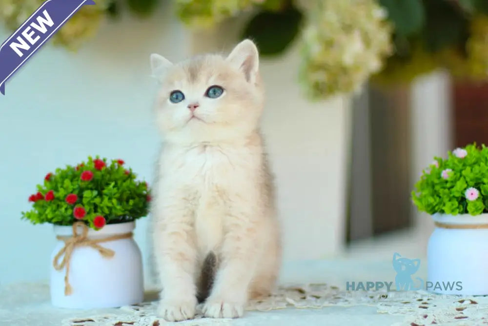Marc British Shorthair male blue golden shaded live animals