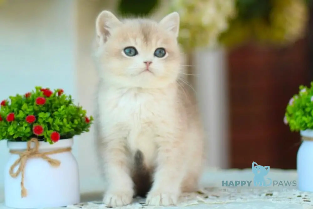 Marc British Shorthair male blue golden shaded live animals