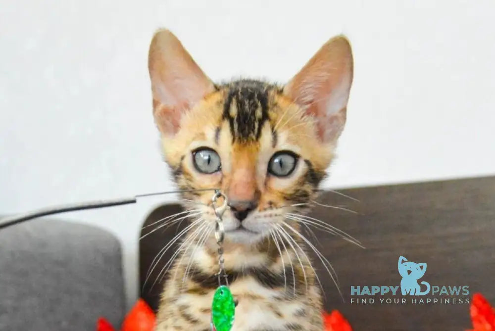 Marcel Bengal male black spotted tabby live animals