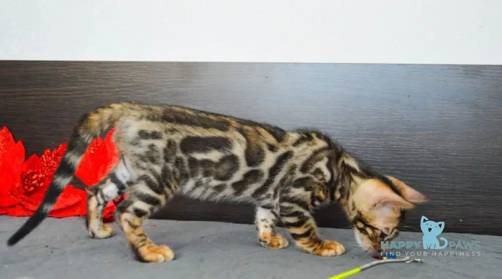 Marcel Bengal male black spotted tabby live animals