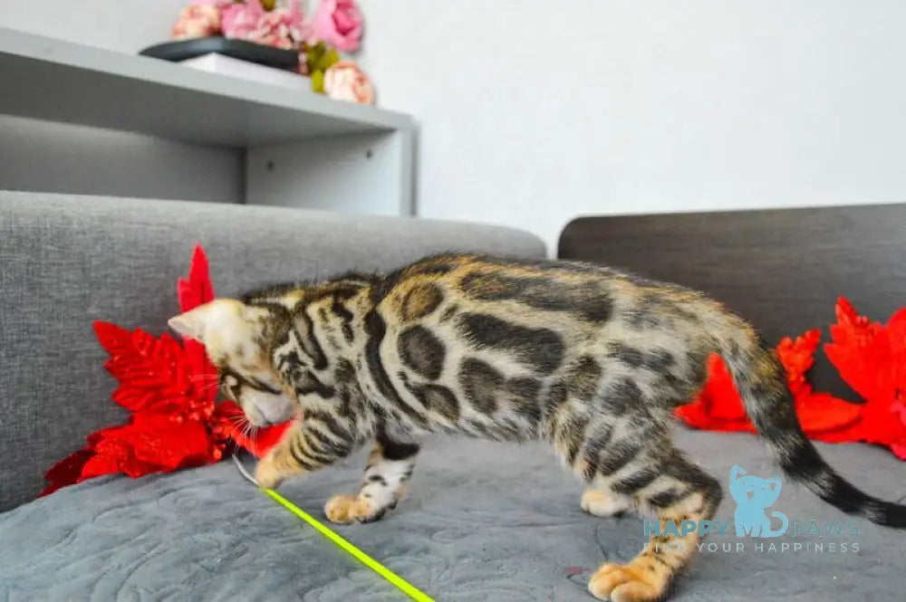 Marcel Bengal male black spotted tabby live animals