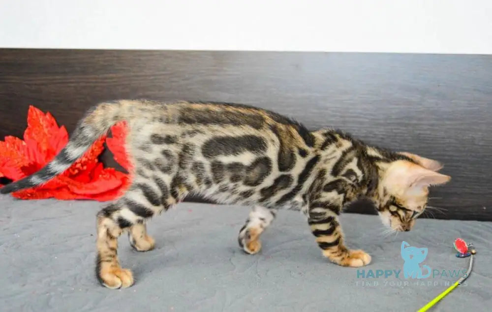 Marcel Bengal male black spotted tabby live animals
